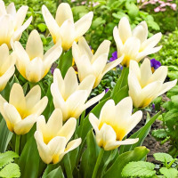 Луковицы Тюльпан Грейга Концерто (в упаковке - 3шт.)