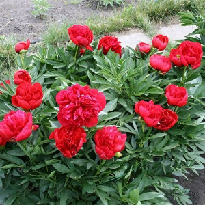 Саженцы Пион Diana Parks (Диана Паркс)