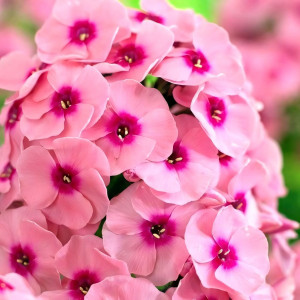 Саженцы Флокс Jeff's Pink (Джеффс Пинк)