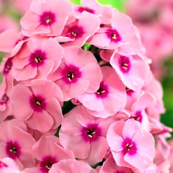 Саженцы Флокс Jeff's Pink (Джеффс Пинк)