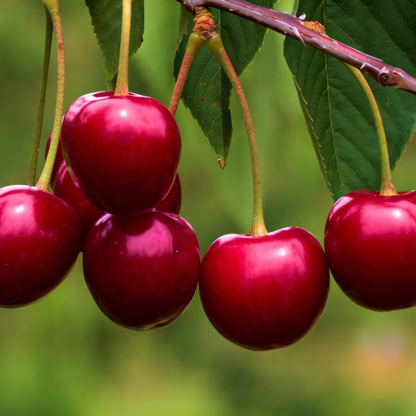 Саженцы Вишня Уральская Рубиновая