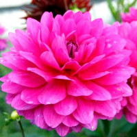 Саженцы Георгина G.H. Lammerse