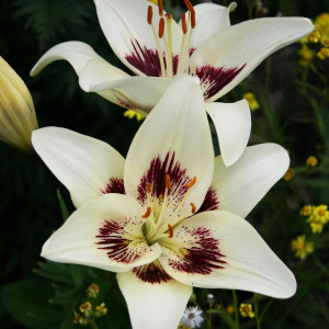  Лилия биколор азиатская Centerfold (Центерфольд)