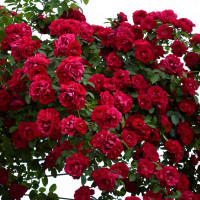 Саженцы Роза плетистая Фламентанц