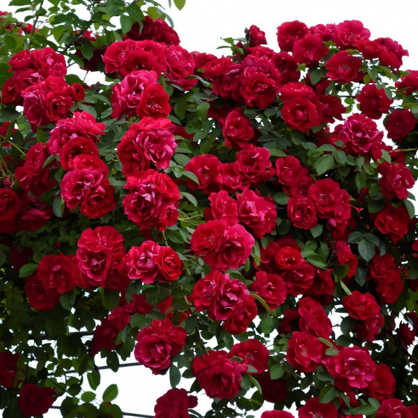 Саженцы Роза плетистая Фламентанц