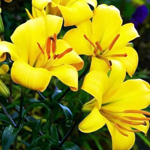  Лилия трубчатая Yellow Planet (Йеллоу Планет)