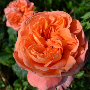 Саженцы Роза чайно-гибридная Рене Госсини