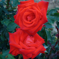 Саженцы Роза чайно-гибридная Лидка