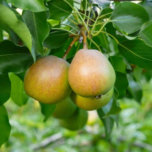 Саженцы Груша Бергамот Дагестана