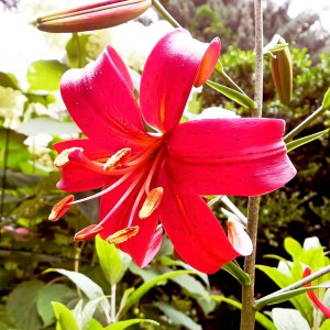  Лилия тигровая Red Flavour (Рэд Флейвоур)