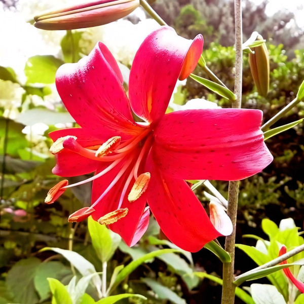 Луковицы  Лилия тигровая Red Flavour (Рэд Флейвоур) (3шт.)