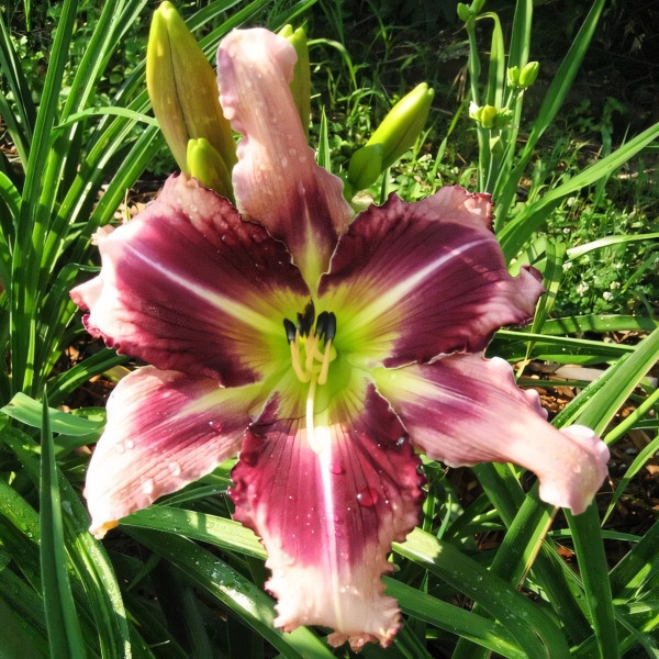 Саженцы Лилейник The Eagle Has Landed (Зе Игл Хэз Лэндид)