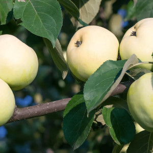 Саженцы Яблоня Дочь Антоновки