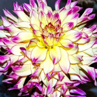 Саженцы Георгина Zoey Rey