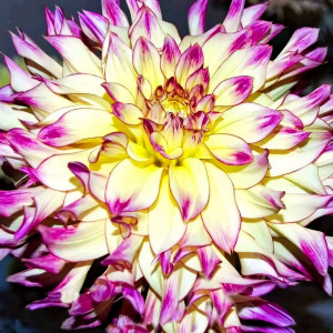 Саженцы Георгина Zoey Rey