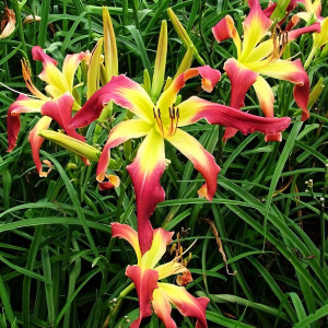 Саженцы Лилейник Intertwined Entity (Интервиндид Энтайти)