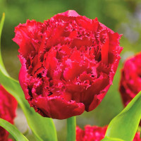 Луковицы Тюльпан бахромчатый Лайон Кинг (в упаковке - 3шт.)