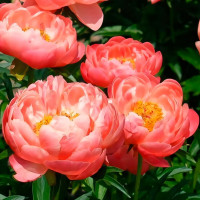 Саженец Пион травянистый Корал Сансет