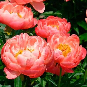 Пион травянистый Корал Сансет