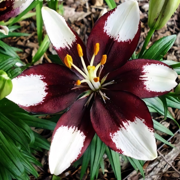 Луковицы  Лилия азиатская Tiny Padhye (Тайни Пэдхай) (3шт.)