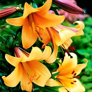  Лилия трубчатая African Queen (Африкан Квин)