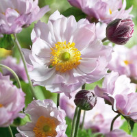 Саженец Анемона японская Королева Шарлотта