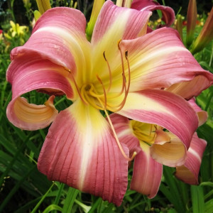 Саженцы Лилейник Lilting Belle (Лилтинг Белле)