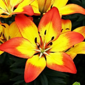  Лилия Дэйбрейк Джой