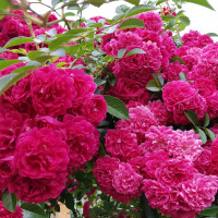 Саженцы Роза плетистая Лагуна