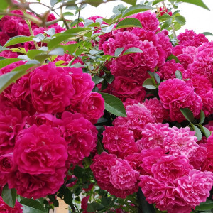 Саженцы Роза плетистая Лагуна