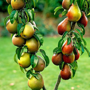 Саженцы Груша колоновидная Бело-красная ранняя