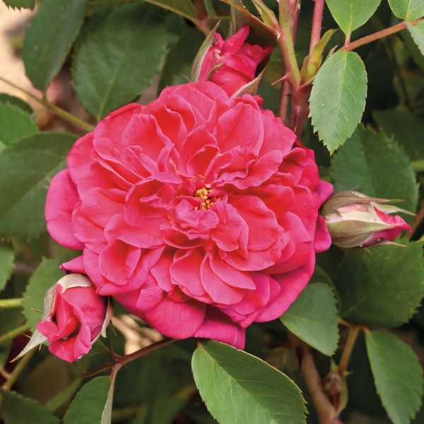 Саженцы Роза парковая Кримсон Винтер Джевел