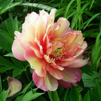 Саженцы Пион Julia Rose (Джулия Роуз)