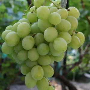 Саженцы Виноград Светлана