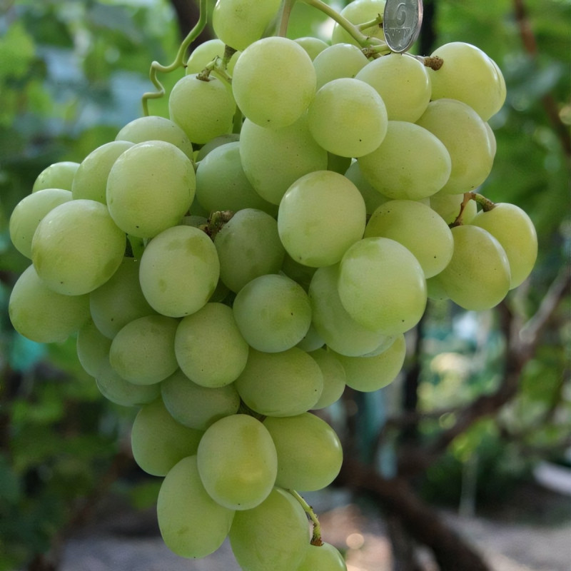 Саженцы Виноград Светлана