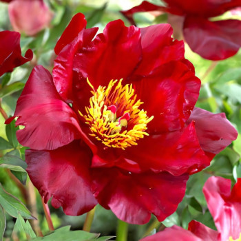 Пион (Ито-гибрид) Скарлет Хевен