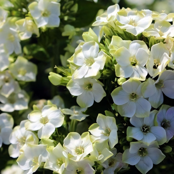 Саженцы Флокс Green Expectation (Грин Экспектейшн)