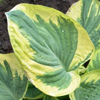 Саженцы Хоста Knockout (Кнокаут) М