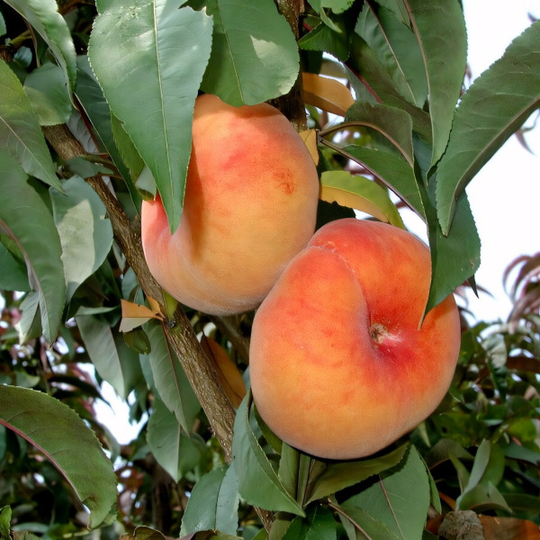 Саженцы Персик инжирный Владимирский