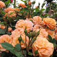 Саженцы Роза спрей Эприкот Клементина