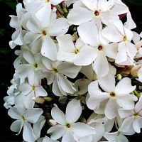 Саженцы Флокс Царевна-Лебедь