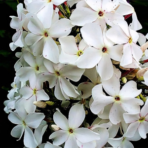 Саженцы Флокс Царевна-Лебедь