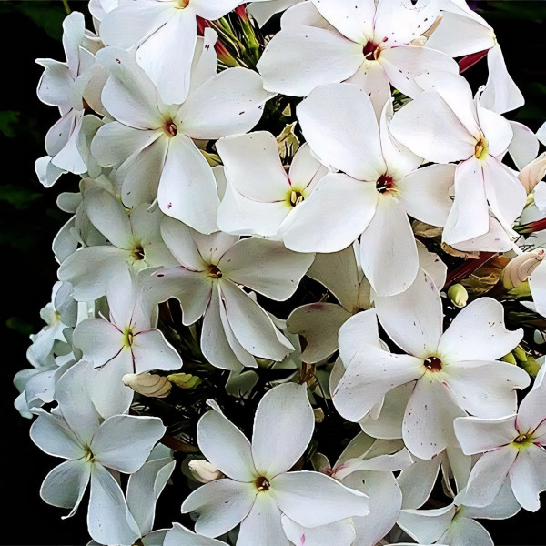 Саженцы Флокс Царевна-Лебедь