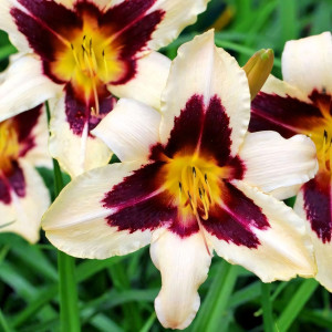 Саженцы Лилейник Wild Horses (Уайлд Хорсес)