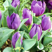 Луковицы Тюльпан Триумф Бейби Блю (в упаковке - 3шт.)