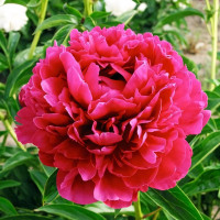 Саженцы Пион Paul M Wild (Пол М. Уайлд)