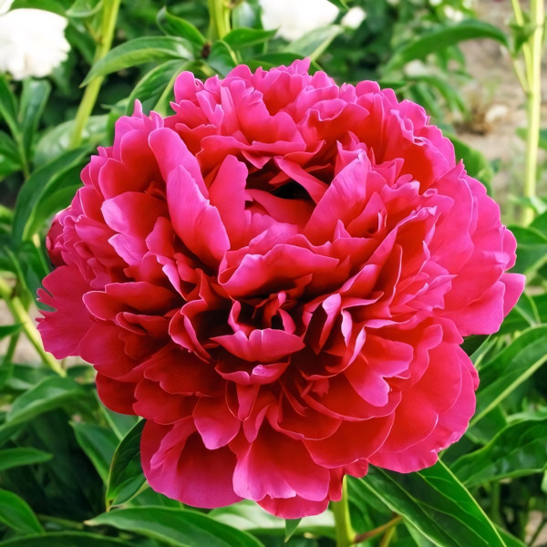 Саженцы Пион Paul M Wild (Пол М. Уайлд)