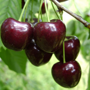 Саженцы Черешня Регина