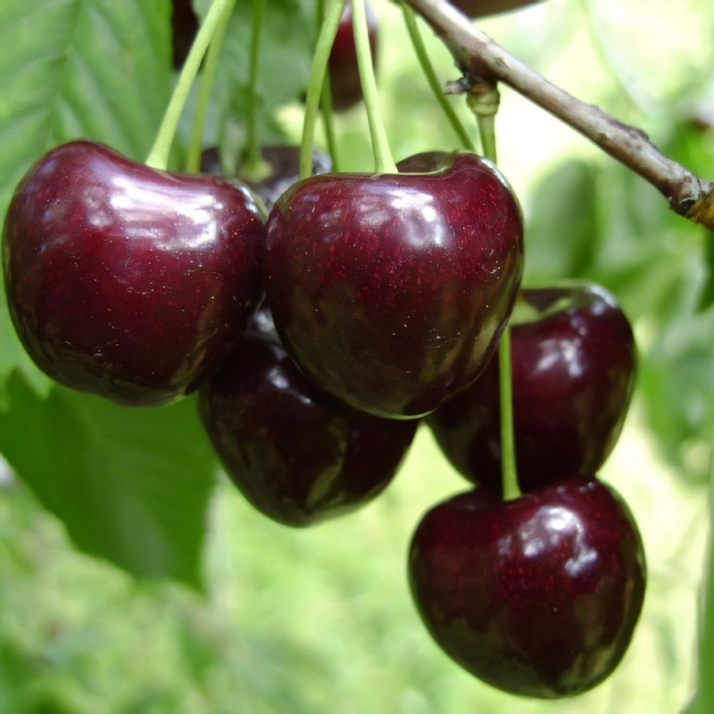 Саженцы Черешня Регина