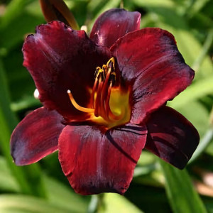 Саженцы Лилейник Starling (Старлинг)